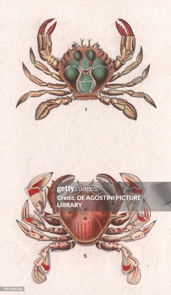 Decapoda Brachyura: 1 Polybius henslowii, 2 Purple land crab (Gecarcinus ruricola), color copper engraving, retouched in watercolor, 9x15 cm