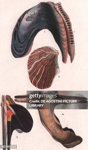 Isognomon isognomum, 2 Crenatula picta, 3 Wing shell , 4 Hammer-shaped mollusc Malleus malleus, colour copper engraving, retouched in watercolour,...