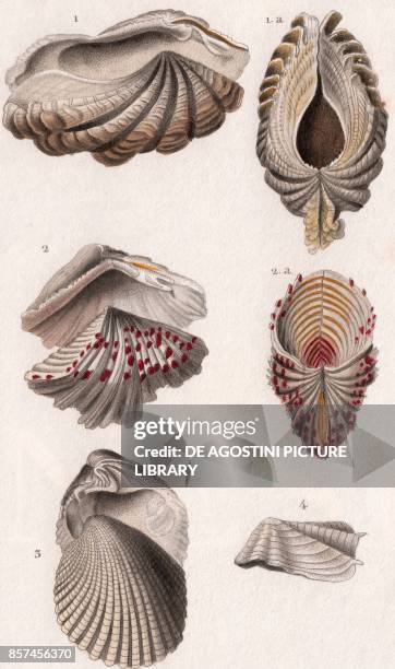 Giant clam , 2 Horses hoof , 3 Venericardia imbricata, 4 Wrinkled rockborer , colour copper engraving, retouched in watercolour, 9x15 cm, from...