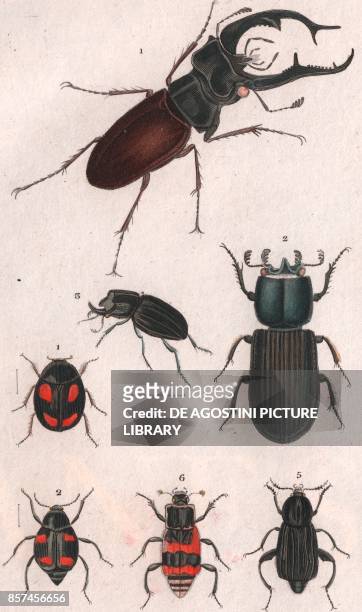 Stag beetle, male , 2 Passalus interruptus, 3 Synodendrum cylindricum, 1 Sphaeridium scarabaeoides, 2 Scaphidium quadrimaculatum, 5 Pelta littorale,...
