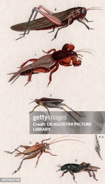 Migratory locust , 5 Two-spotted groundhopper , 6 House cricket, 7 European Mole cricket , 8 Tridactylus paradoxus, colour copper engraving,...