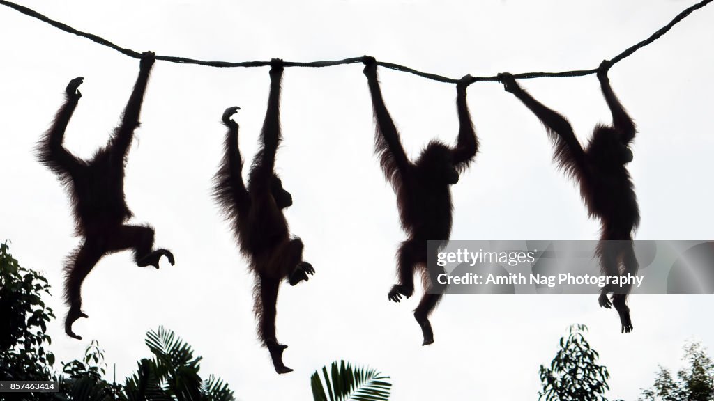 Orangutans having fun