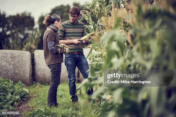 two members of community farming group working on allotment - maize harvest stock pictures, royalty-free photos & images