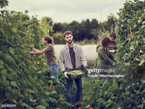portrait of male holding organic produce in community allotment - haricot photos et images de collection