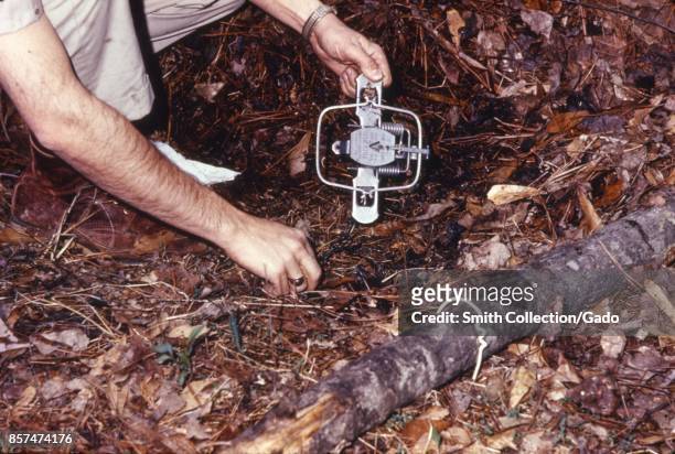 Clinician sets a steel trap in order to catch animals in the woods for an arbovirus study, 1974. Image courtesy CDC.