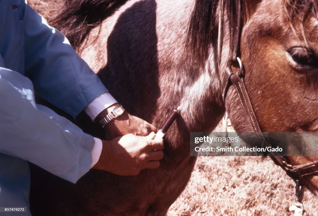 Venezuelan Equine Encephalitis