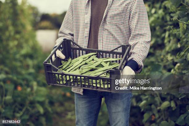 close up of male community farmer holding crate of runner beans - 1910 fotografías e imágenes de stock