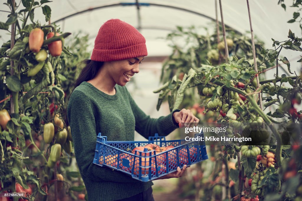 Young black female collecting vine tomatoes from cumminity allotment