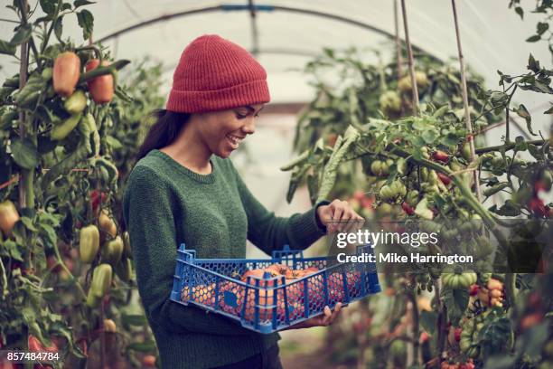 young black female collecting vine tomatoes from cumminity allotment - green jumper stock pictures, royalty-free photos & images