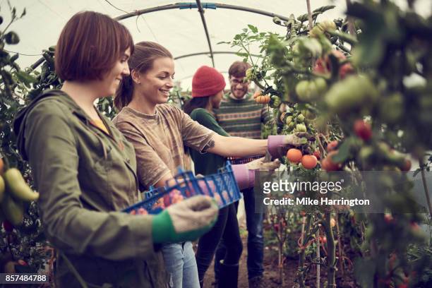 four friends working together, picking fruit and vegetables in community allotment - 1910 fotografías e imágenes de stock