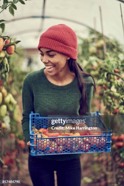 young female holding tomatoes, smiling in community allotment - green jumper stock pictures, royalty-free photos & images