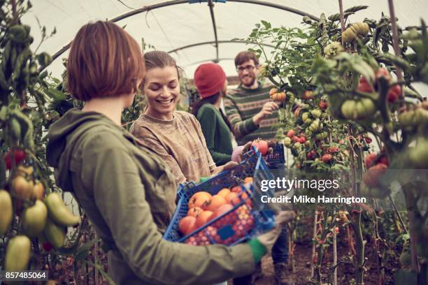 local community picking produce from their allotment polytunnel - homegrown produce ストックフォトと画像