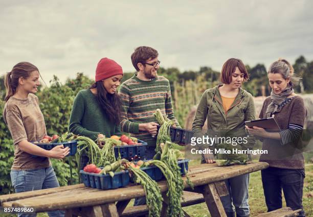 local community farming group collating organic produce in their shared allotment - 1910 stock pictures, royalty-free photos & images