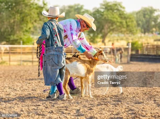 cowboy-clown stellt ein halsband an eine ziege, die in einem rodeo verwendet wird, während ein junger cowboy clown die führung hält - goat wearing collar stock-fotos und bilder