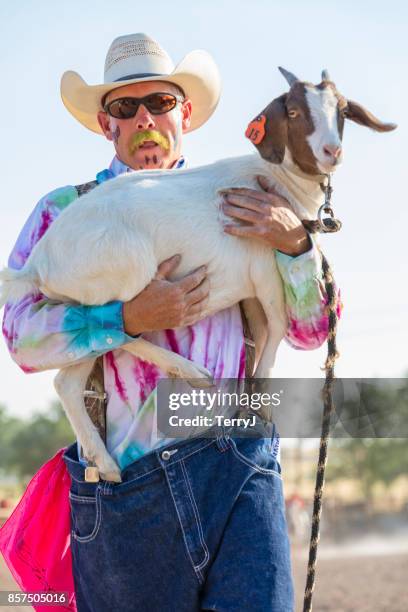 cowboy-clown trägt eine ziege nach einer rodeo-veranstaltung - goat wearing collar stock-fotos und bilder