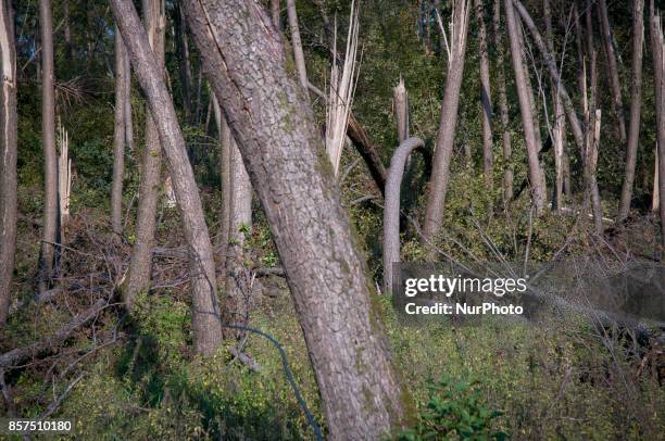 Forest area near Poznan, Poland on September 30, 2017. Over 45 thousand hectares equalling some 8 million cubic meters of lumber are estimated to...