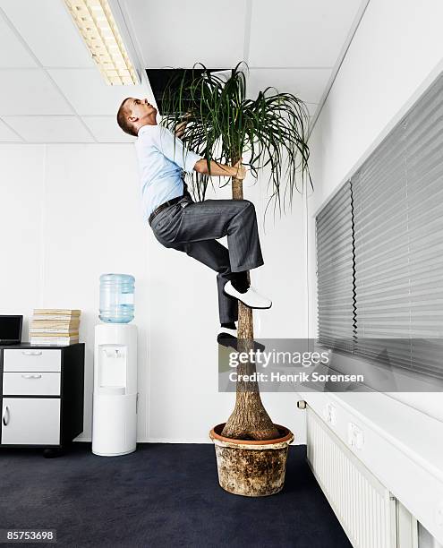 man escaping the office via a palm tree. - escapism stock pictures, royalty-free photos & images