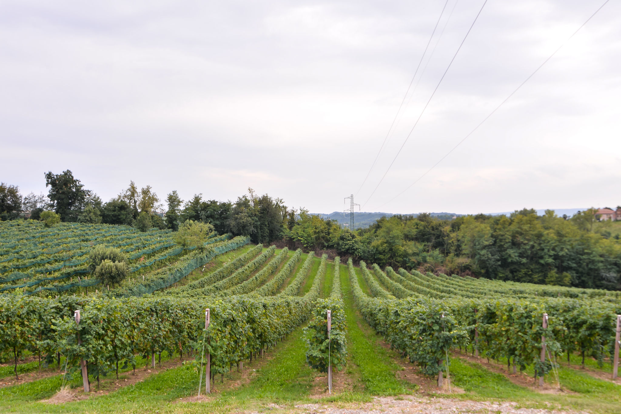 vineyards Ponzano Veneto
