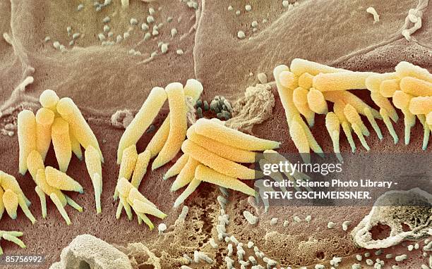 inner ear hair cells, sem - scanning electron micrograph stock-fotos und bilder