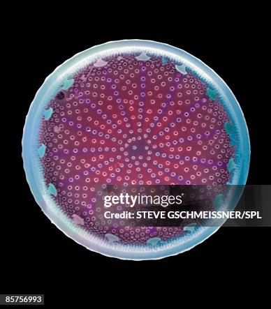 Colored scanning electron micrograph(SEM) Colored scanning electron micrograph(SEM)