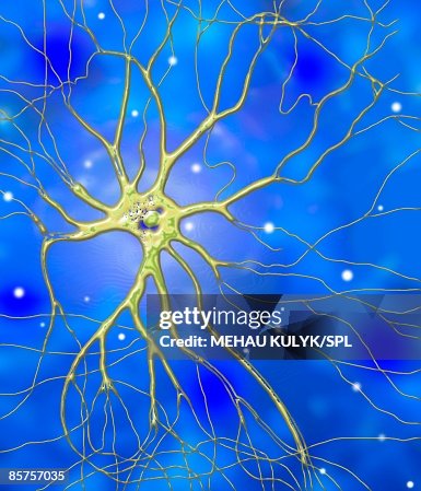 Nerve cell, computer artwork Nerve cell, computer artwork