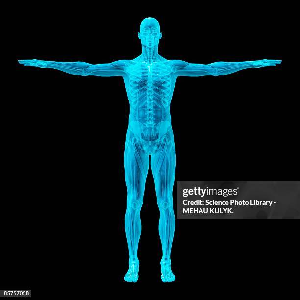 Body Pic Computer Human Body Computer Artwork High-Res Stock Photo - Getty Images
