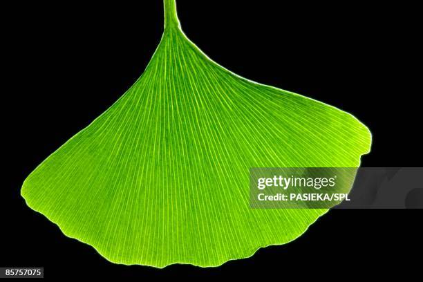 computer artwork of ginkgo leaf - herbs black background stock illustrations