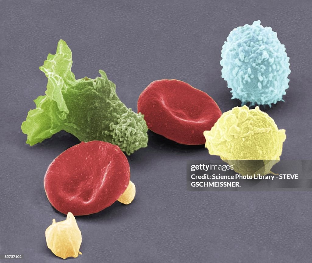 Human blood cells, colored scanning electron micrograph