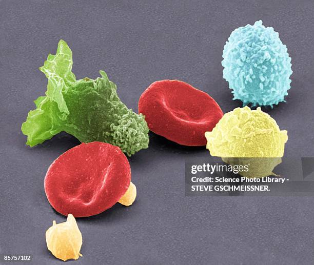 human blood cells, colored scanning electron micrograph - neutrophil stock pictures, royalty-free photos & images