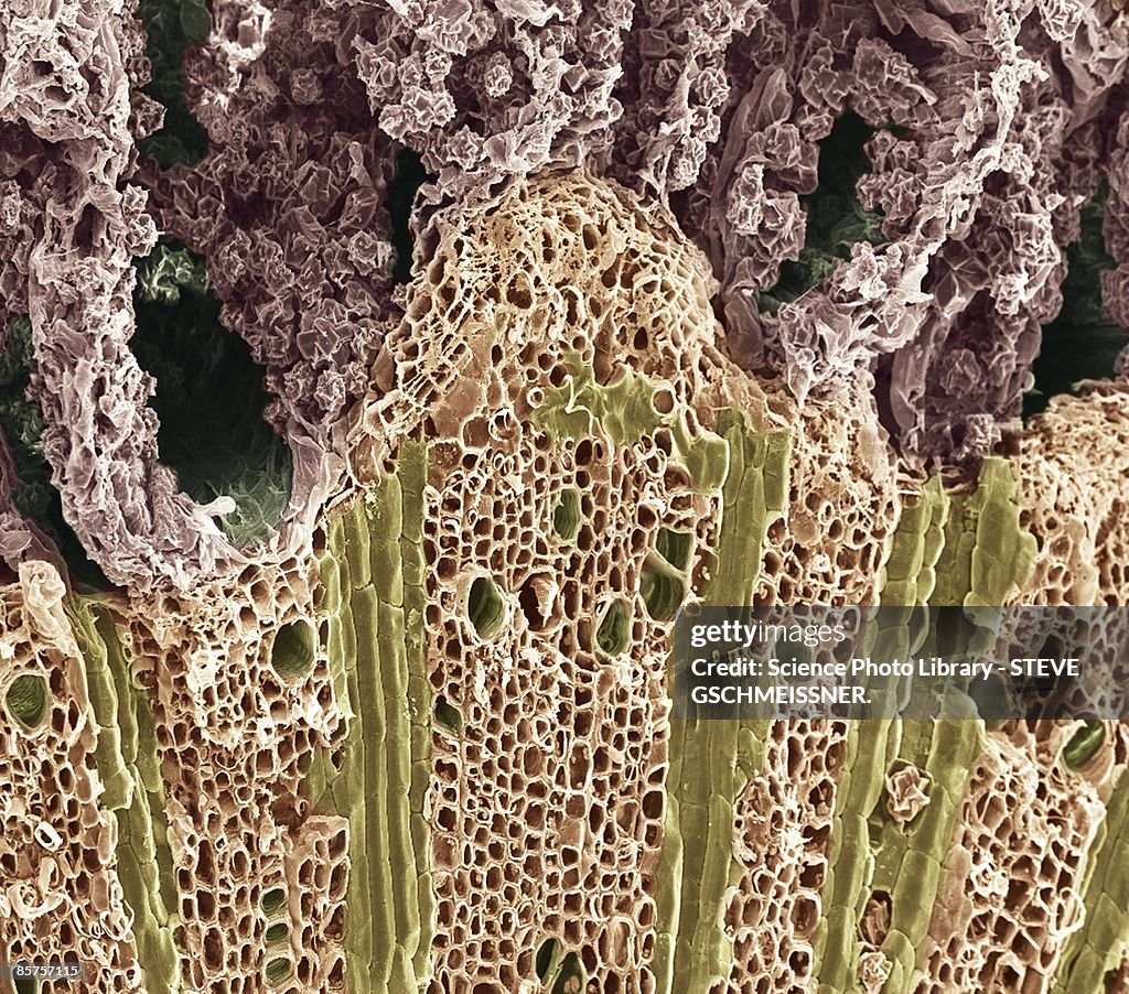 Wood. Scanning electron microscope (SEM)