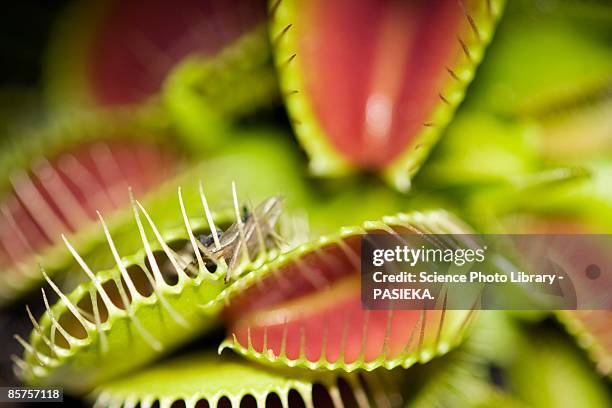 Venus Flytrap High-Res Stock Photo