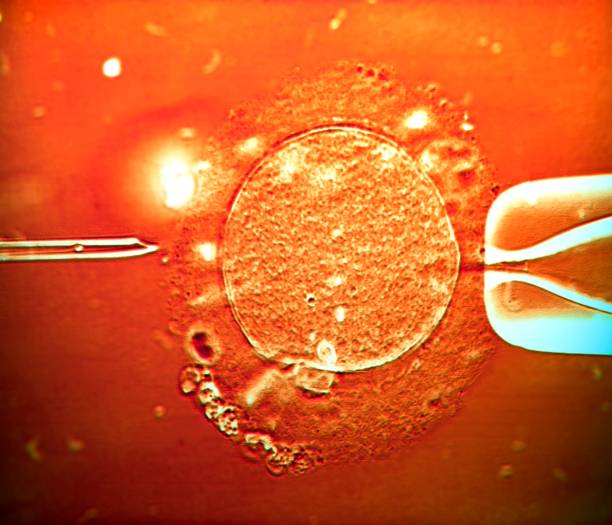 Injected Ivf 379 Injection Ivf Stock Photos, High-Res Pictures, and Images - Getty ...