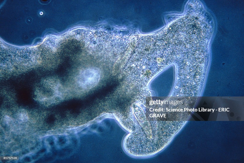 Amoeba protozoan feeding