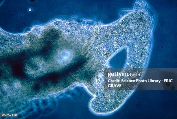 amoeba protozoan feeding - paramecium stockfoto's en -beelden