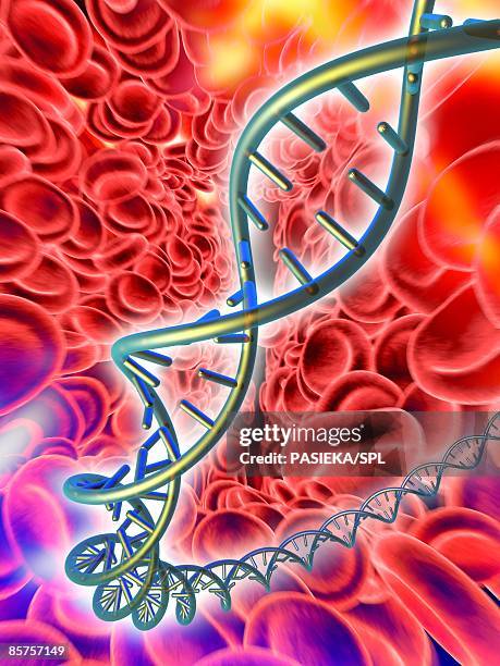 ilustraciones, imágenes clip art, dibujos animados e iconos de stock de computer artwork of dna (deoxyribonucleic acid) molecule and red blood cells - nucleótido
