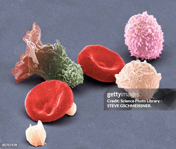 human blood cells, colored scanning electron micrograph - neutrophil stock pictures, royalty-free photos & images