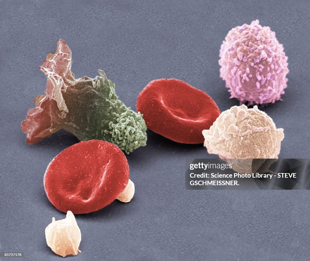 Human blood cells, colored scanning electron micrograph