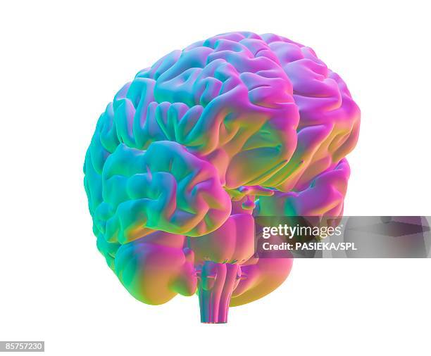 human brain, top view, computer artwork - human brain white background stock illustrations