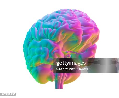 Human brain, top view, computer artwork Human brain, top view, computer artwork