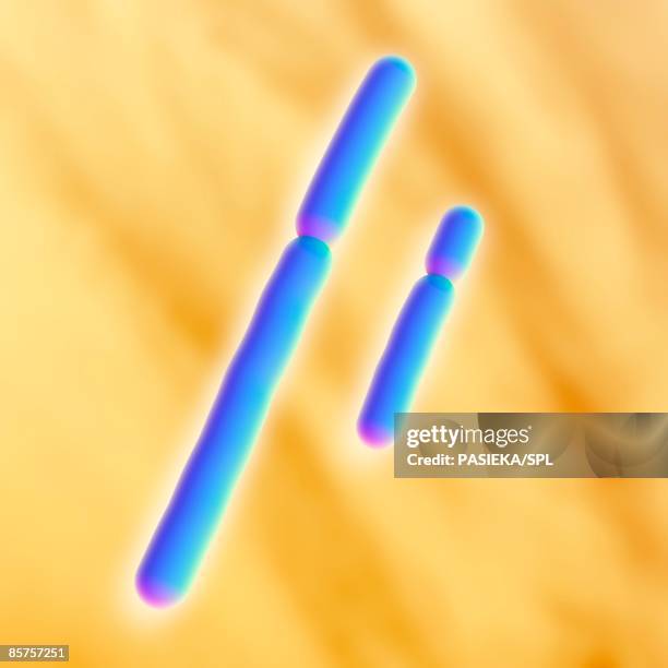 x and y chromosomes - y chromosome stock illustrations