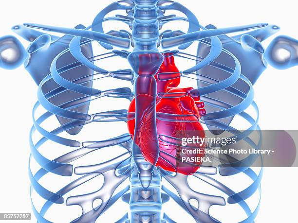 heart within ribcage - rib cage stock-grafiken, -clipart, -cartoons und -symbole