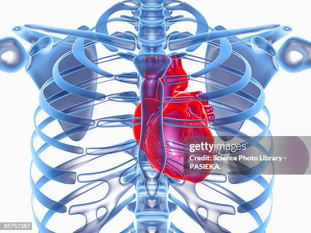 heart within ribcage - rib cage点のイラスト素材／クリップアート素材／マンガ素材／アイコン素材