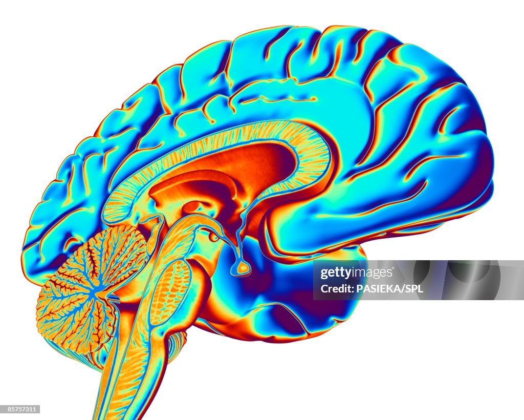 Computer artwork of human brain