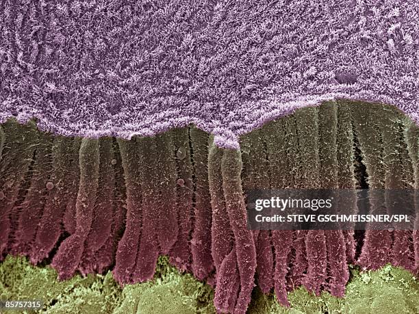 colored scanning electron micrograph - lamina propria stock-fotos und bilder