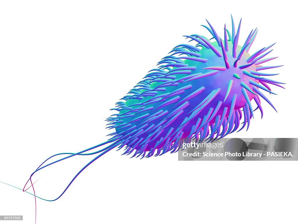 E. Coli bacterium. Computer artwork