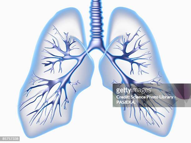 bronchial tree - menschliche lunge stock-grafiken, -clipart, -cartoons und -symbole
