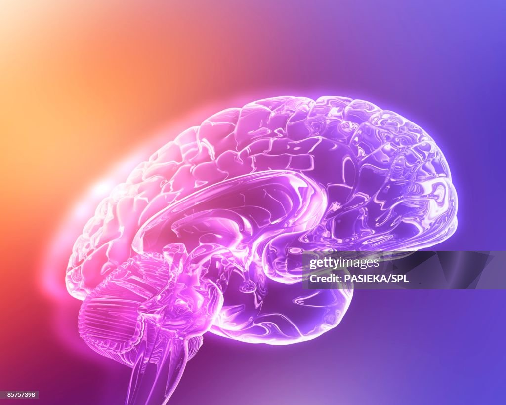 Computer artwork of human brain