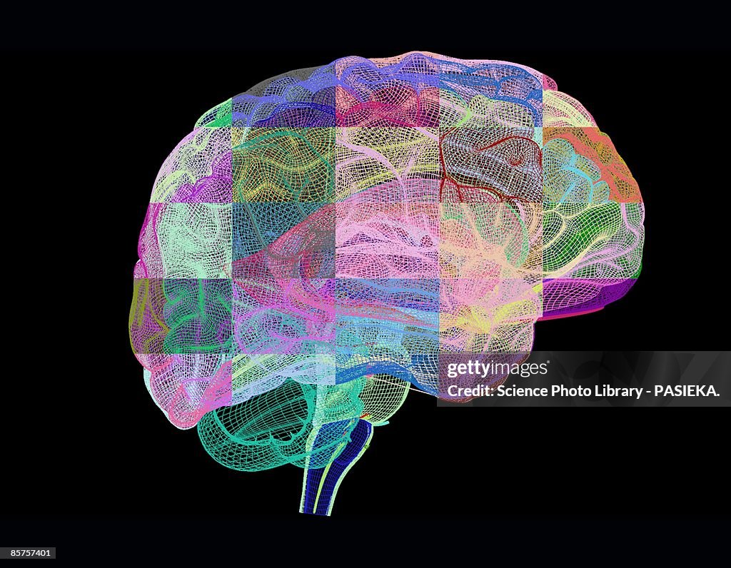 Computer artwork of human brain, profile