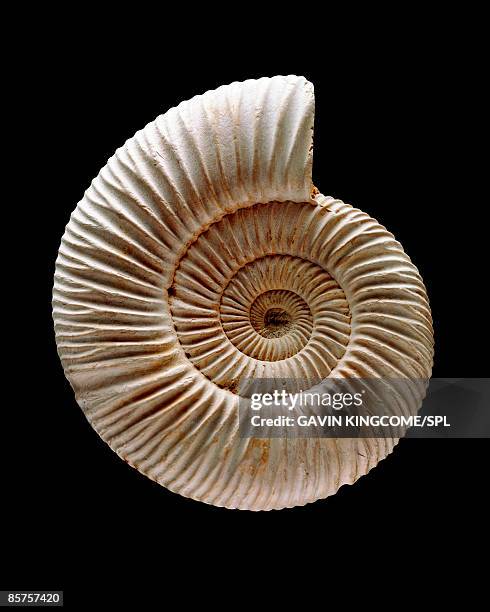 ammonite fossil - fossil stock-fotos und bilder