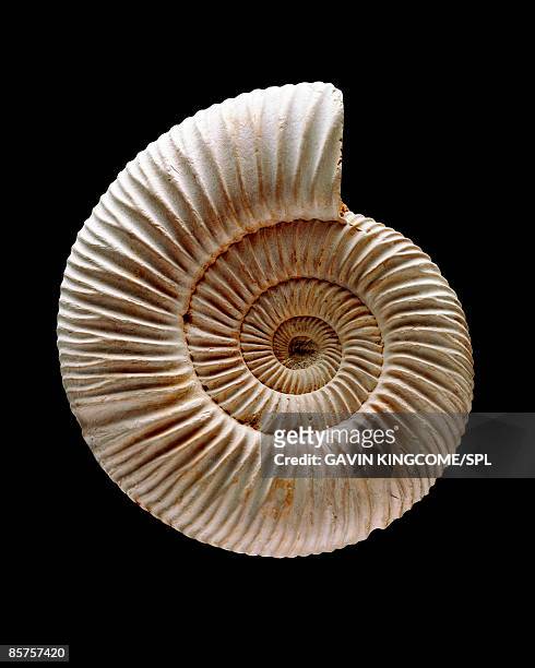 ammonite fossil - paleontología fotografías e imágenes de stock